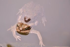 brown toad in the pond