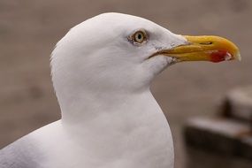 photo portrait of seagull white profile