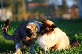 two snugging up domestic cats