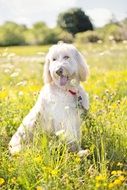 white poodle outdoor