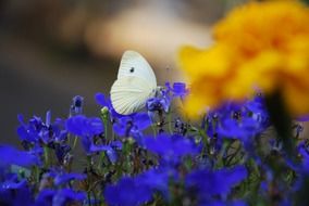 Macro photo of Butterfly on a blue flowers