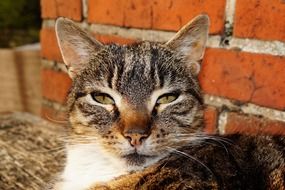 portrait of a tabby cat in the sun