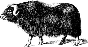 Arctic Buffalo drawing