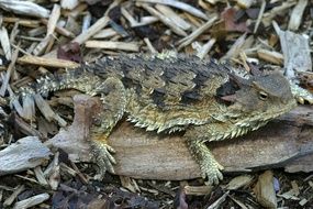 horned toad in wildlife