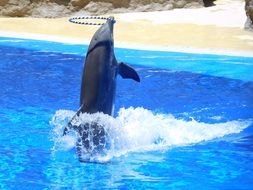dolphins performing in the dolphinarium