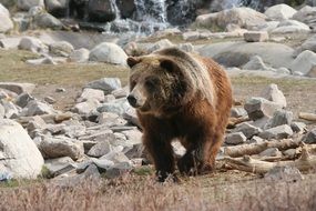 grizzly bear in yellowstone national park