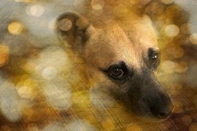 Hybrid Dog Head, digital art