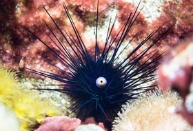 black sea urchin at the bottom