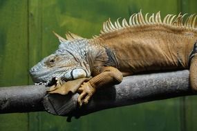 large iguana on the tree branch