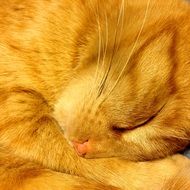 red Cat Sleeping