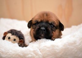 Portrait of Puppy