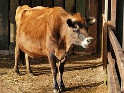 beautiful and amazing Cow on a Farm