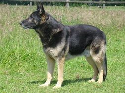 German Shepherd on the grass on a sunny day