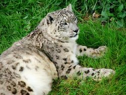 wild snow leopard on the green grass