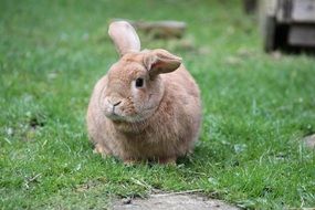 brown rabbit on a green lawn