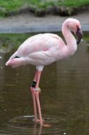 pink flamingo standing in the water