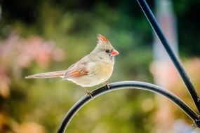 portrait of adorable Cardinal Female bird