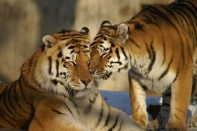 Animals Tiger