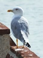 gull on the parapet near Lake Garda