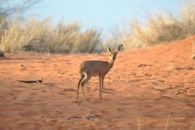 dikdik, the smallest of antelopes