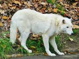 white wolf in nature of california