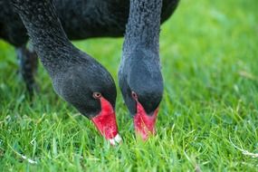 black swans on a green meadow