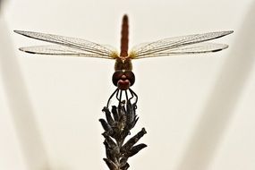 closeup of a dragonfly on the wildflower