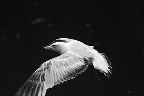 Black and white photo of Bird in a flight