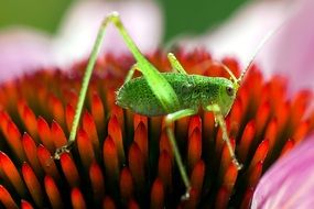 grasshopper on the bud