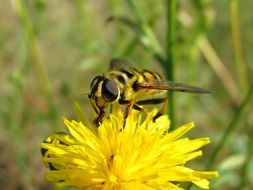 Bee on dandelion close-up on blurred background