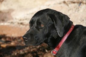 Black Labrador dog outdoors