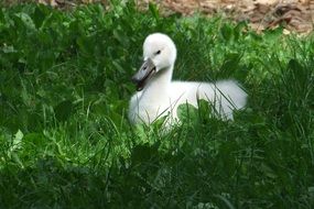 white duckling in green grass