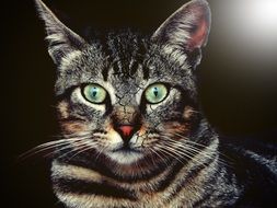 Cat Thoughtful artistic portrait close