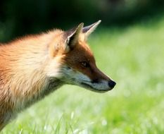 Red Fox Animal