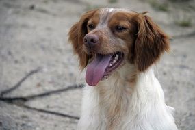 little hunting dog with tongue