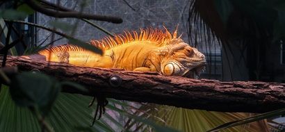 orange Dragon Lizard
