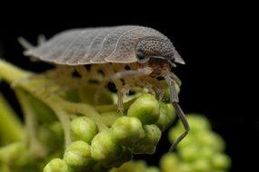 closeup of an armadillo