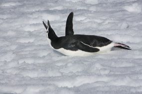 Penguin on the snow