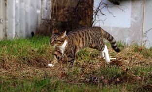 delectable Cat Mackerel