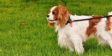 leashed cavalier king charles spaniel on the green grass