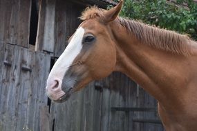 Portrait of Brown horse