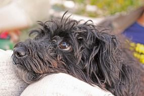 Happy Dog watching attentive portrait
