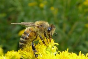 honey bee on a yellow flower in the garden