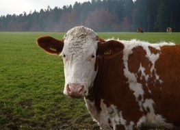 cattle on green grass in a pasture