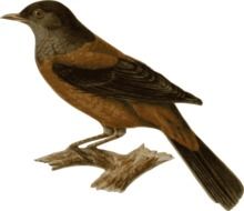 cuckoo bird perched branch drawing