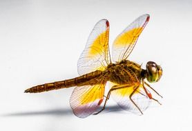 yellow dragonfly close