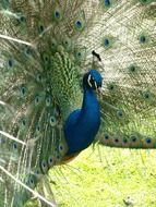 unmatched Peacock Bird