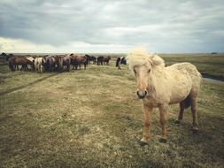 photo of horses herd