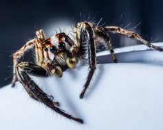 jumping spider on a white surface