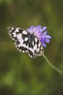 butterfly with chess board pattern